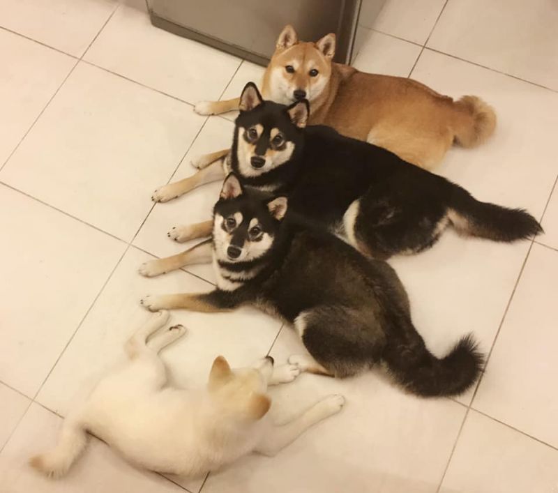 4 bé cún shiba